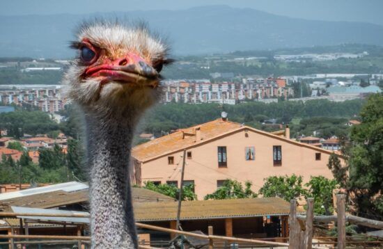 Visites a la granja